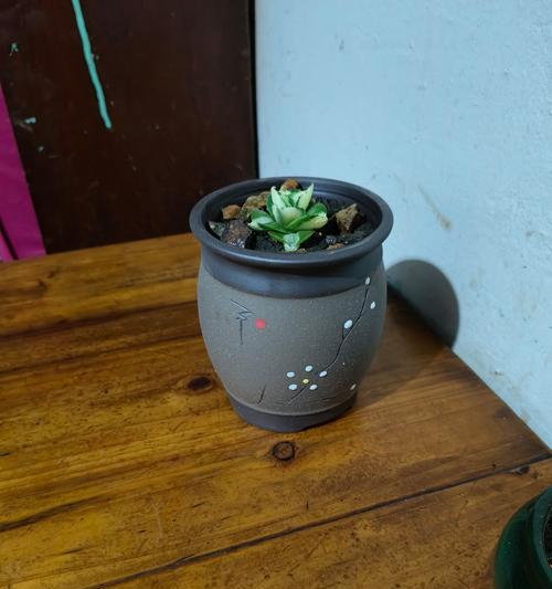 梅花种植应该选择哪种花盆？如何选择合适的花盆？
