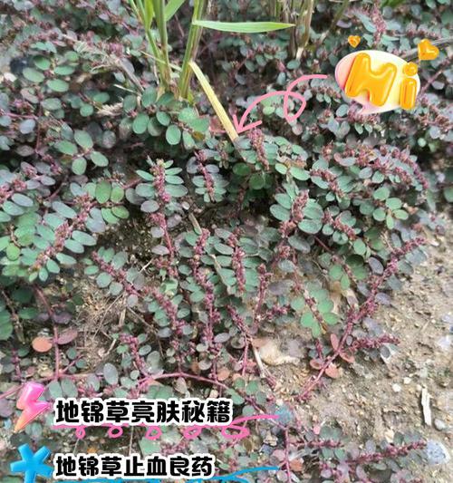 锦地罗的养殖要点？锦地罗怎么样才能养得更好？