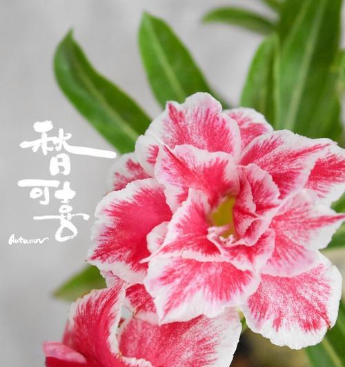 沙漠玫瑰花修剪的最佳时机和方法是什么？