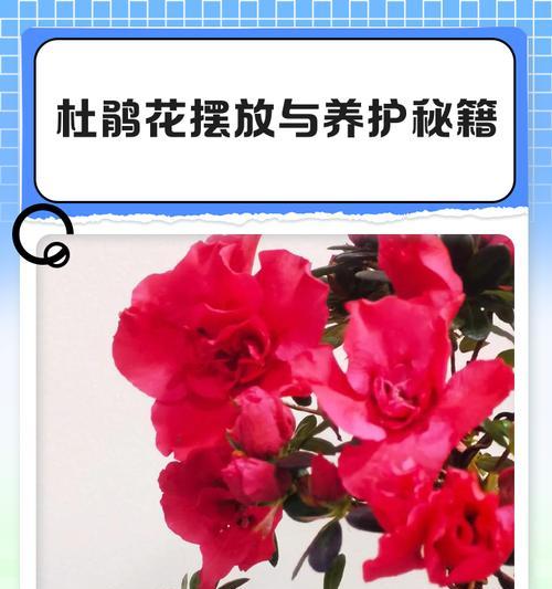 杜鹃花在北方怎么养？北方地区杜鹃花的养护技巧是什么？