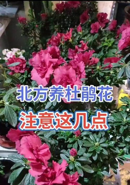 杜鹃花在北方怎么养？北方地区杜鹃花的养护技巧是什么？