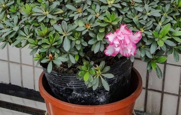 杜鹃花在北方怎么养？北方地区杜鹃花的养护技巧是什么？