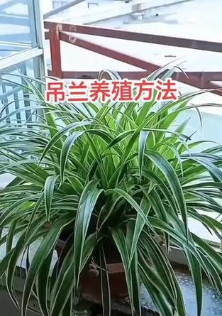 如何养好吊兰？吊兰的养殖方法是什么？