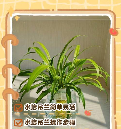 如何养好吊兰？吊兰的养殖方法是什么？