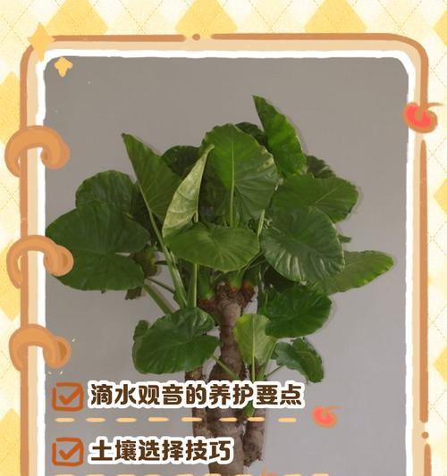 滴水观音养护的正确方法是什么？