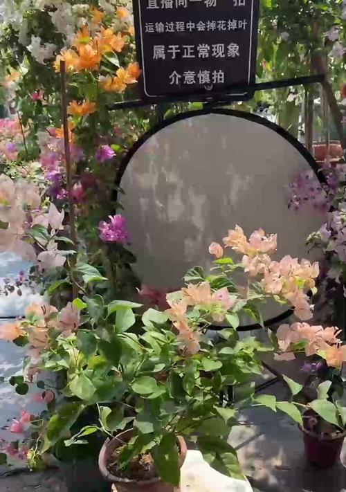 珍珠吊兰的养殖技巧是什么？