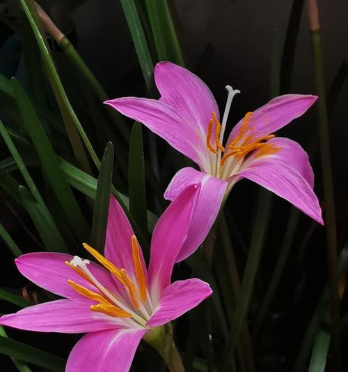 夏季花卉的养殖要点是什么？如何让夏季花卉更繁茂？
