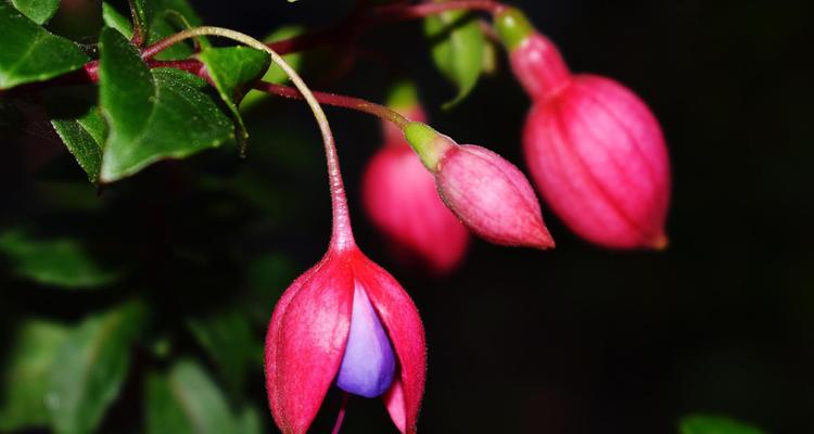 夏季花卉的养殖要点是什么？如何让夏季花卉更繁茂？