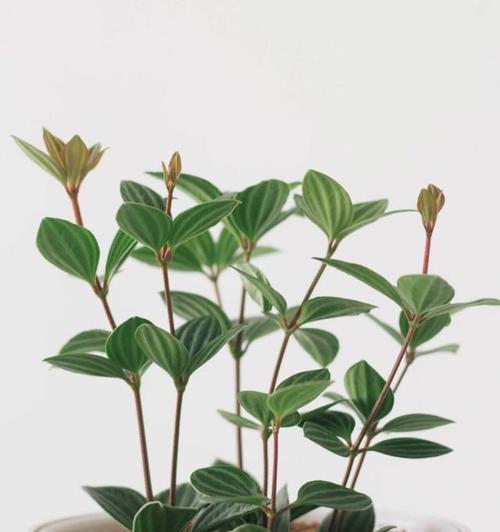 椒草有哪些品种？椒草的品种特性是什么？