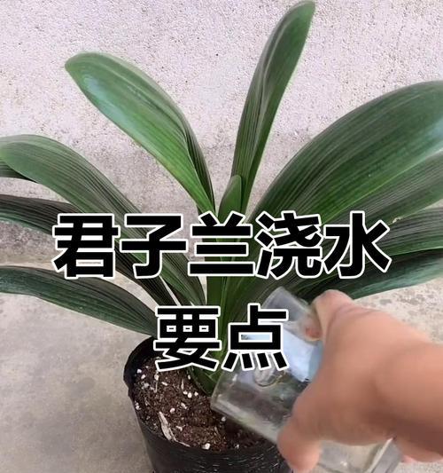 君子兰浇水频率和量是多少？如何判断浇水时机？