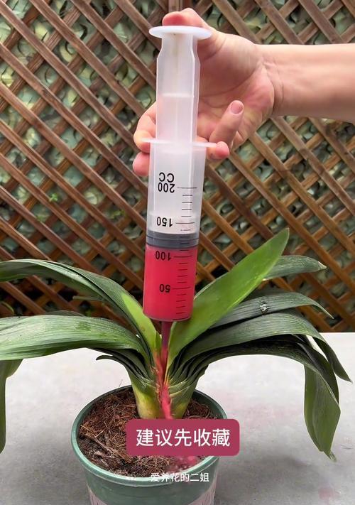 君子兰浇水频率和量是多少？如何判断浇水时机？