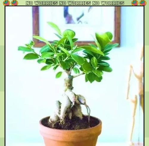 人参榕树盆景的修剪方法是什么？人参榕树盆景的修剪注意事项有哪些？