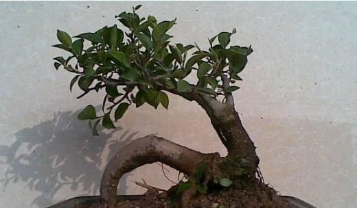 人参榕树盆景的修剪方法是什么？人参榕树盆景的修剪注意事项有哪些？