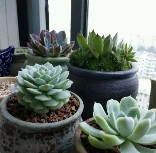 植物在室外如何过冬？哪些措施能有效保护植物？