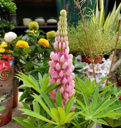植物在室外如何过冬？哪些措施能有效保护植物？