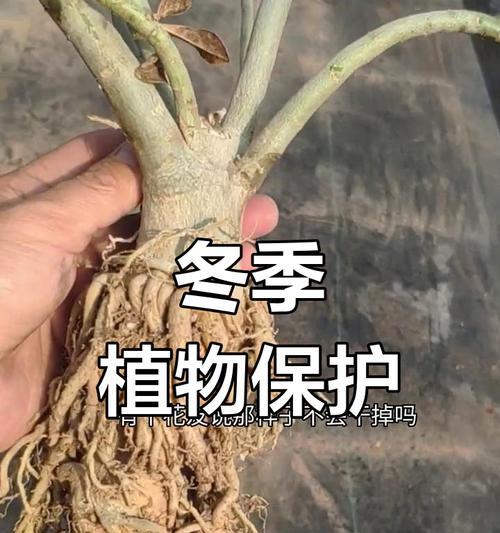 植物在室外如何过冬？哪些措施能有效保护植物？