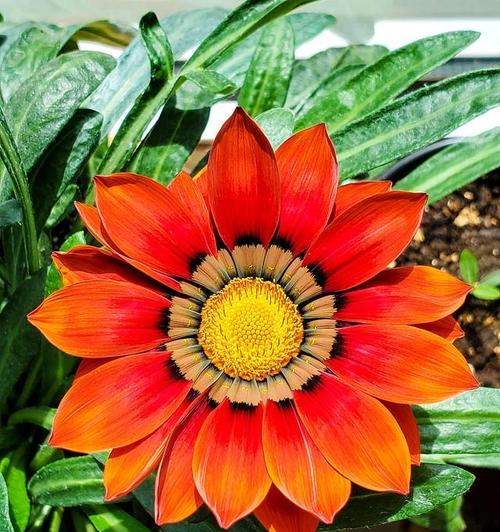 太阳神的养殖方法有哪些？