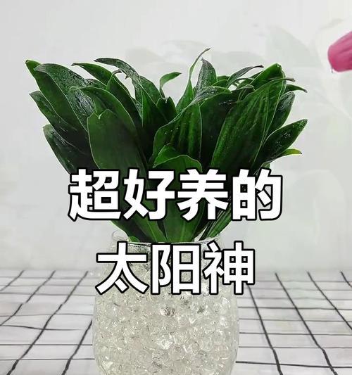 太阳神的养殖方法有哪些？
