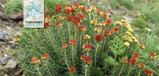 景天科植物有哪些特点？景天属于哪个科？