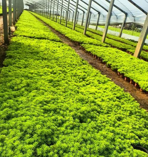 景天科植物有哪些特点？景天属于哪个科？