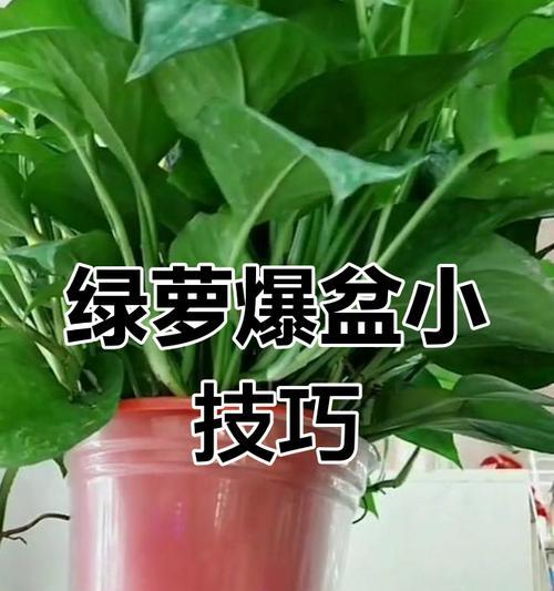 绿萝快速生长的秘诀是什么？