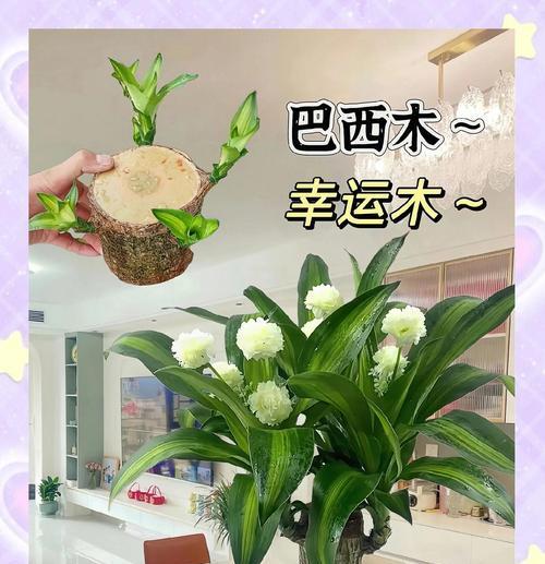 巴西木嫁接方法有哪些？