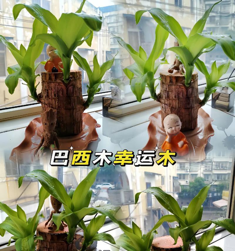 巴西木嫁接方法有哪些？