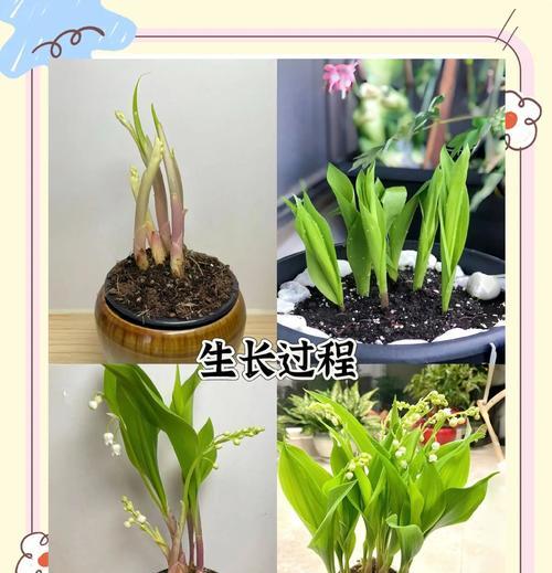 铃兰繁殖的有效方法是什么？繁殖后如何促进生长？