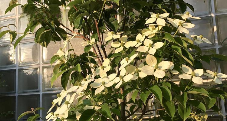 牡丹吊兰的养殖方法是什么？需要注意哪些问题？