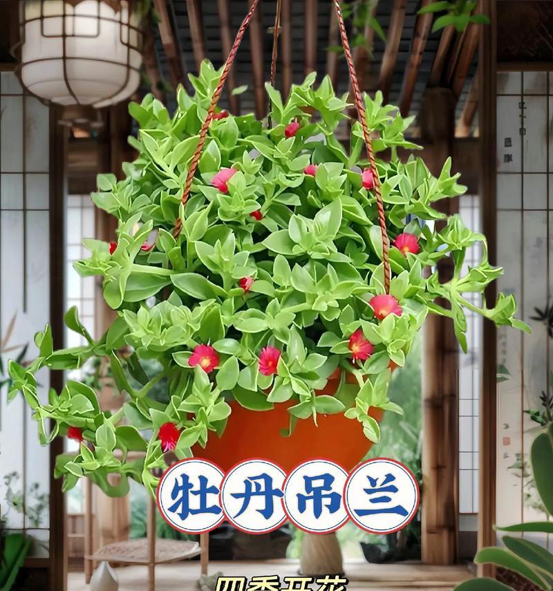 牡丹吊兰的养殖方法是什么？需要注意哪些问题？