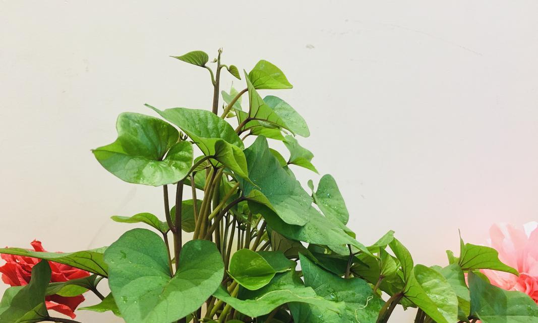 地瓜盆栽种植技巧是什么？