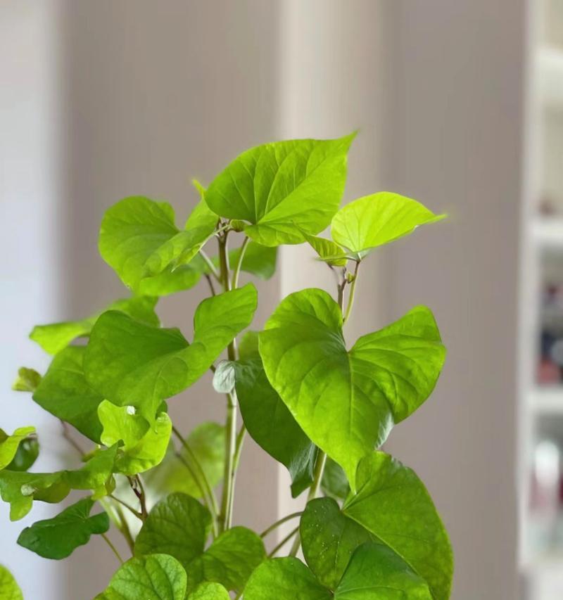 地瓜盆栽种植技巧是什么？