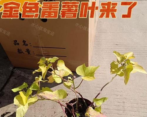 地瓜盆栽种植技巧是什么？