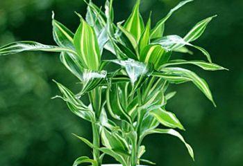 哪些植物具有净化雾霾的效果？