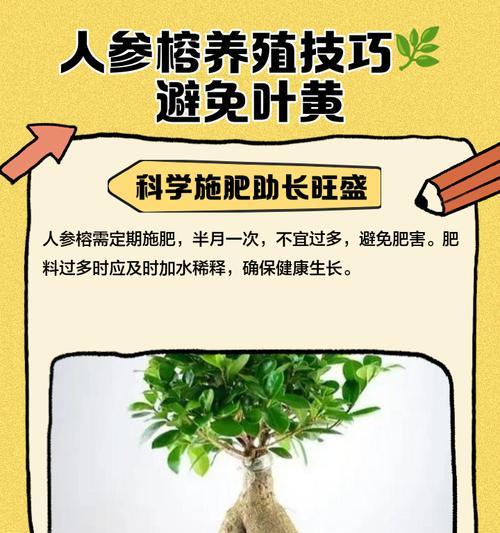 人参榕修剪方法是什么？如何修剪以促进其健康生长？