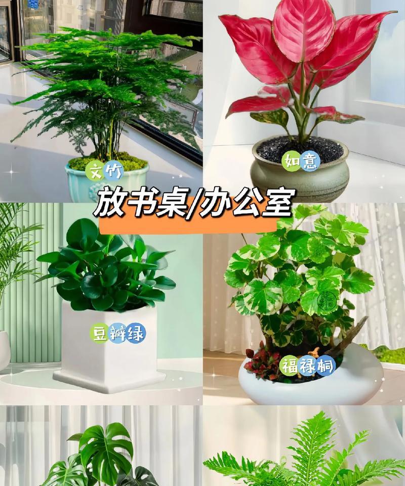 办公室适合摆放哪些盆景？盆景选择有哪些技巧？