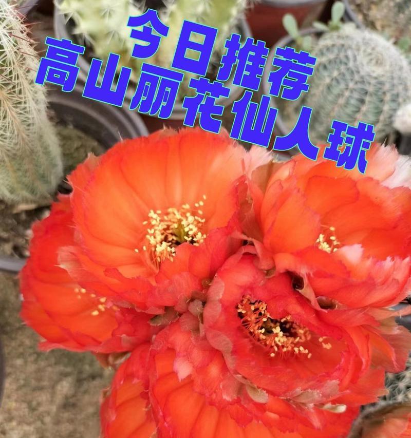 仙人球有那些品种？如何选择最适合的仙人球？