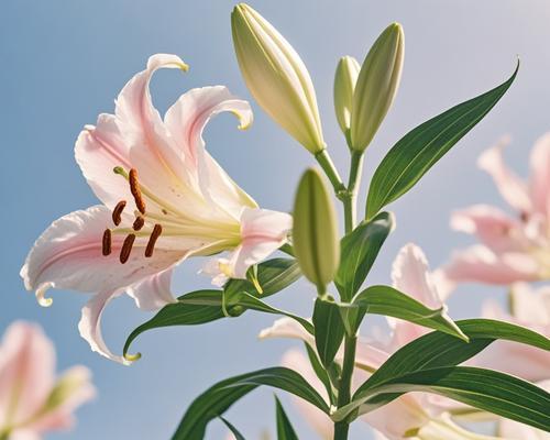 百合花的形态特征是什么？