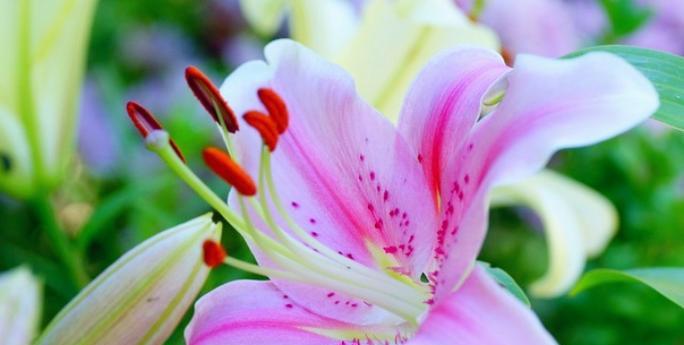 百合花的形态特征是什么？