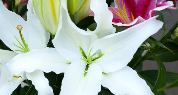 百合花的形态特征是什么？