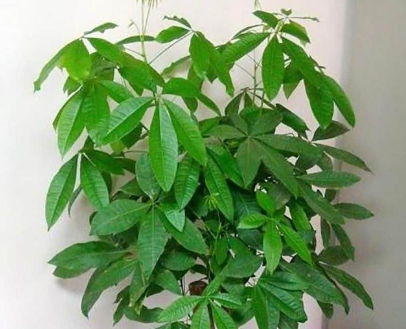 什么植物耐阴？适合室内阴暗环境的植物有哪些？