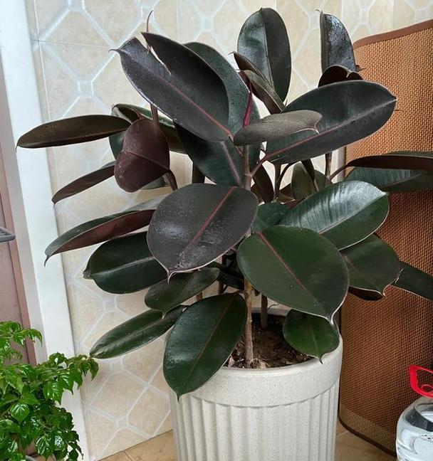 什么植物耐阴？适合室内阴暗环境的植物有哪些？