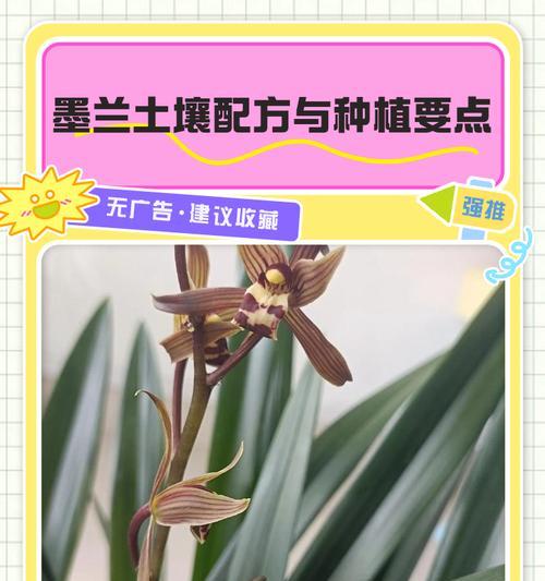 墨兰浇水的正确方式和注意事项是什么？