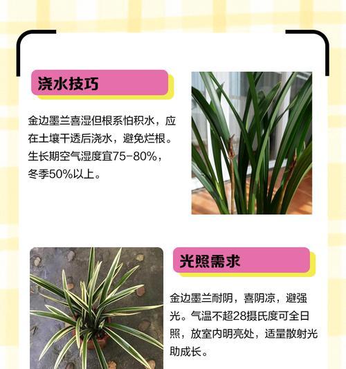 墨兰浇水的正确方式和注意事项是什么？