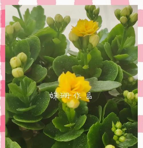 长寿花栽培需要哪种土壤？如何保证其健康成长？