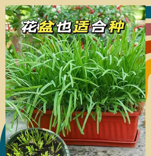 韭菜种植的正确方法是什么？