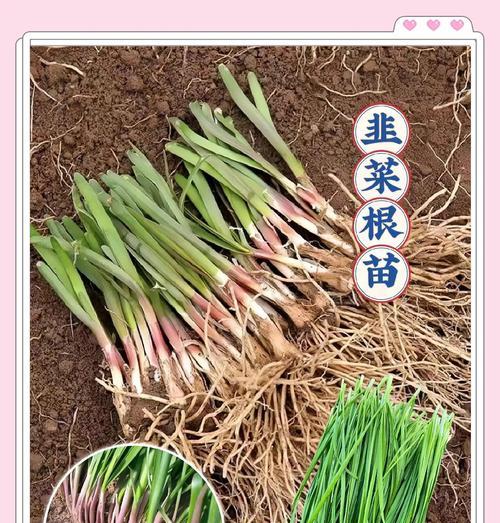 韭菜种植的正确方法是什么？