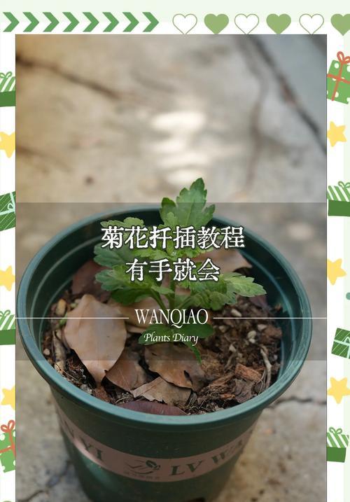 凌霄花扦插繁殖的步骤是什么？