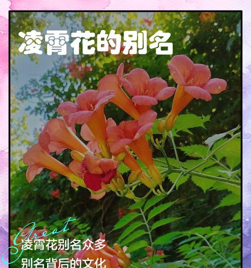 凌霄花扦插繁殖的步骤是什么？