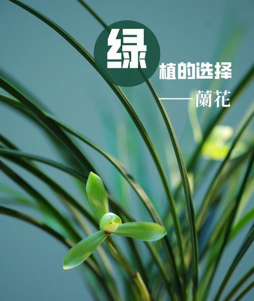 兰的寓意是什么？兰花的象征意义和文化价值？